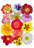 Object Collection: Flowers