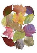 Object Collection: Leaves