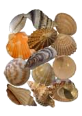 Image Collection: Seashells